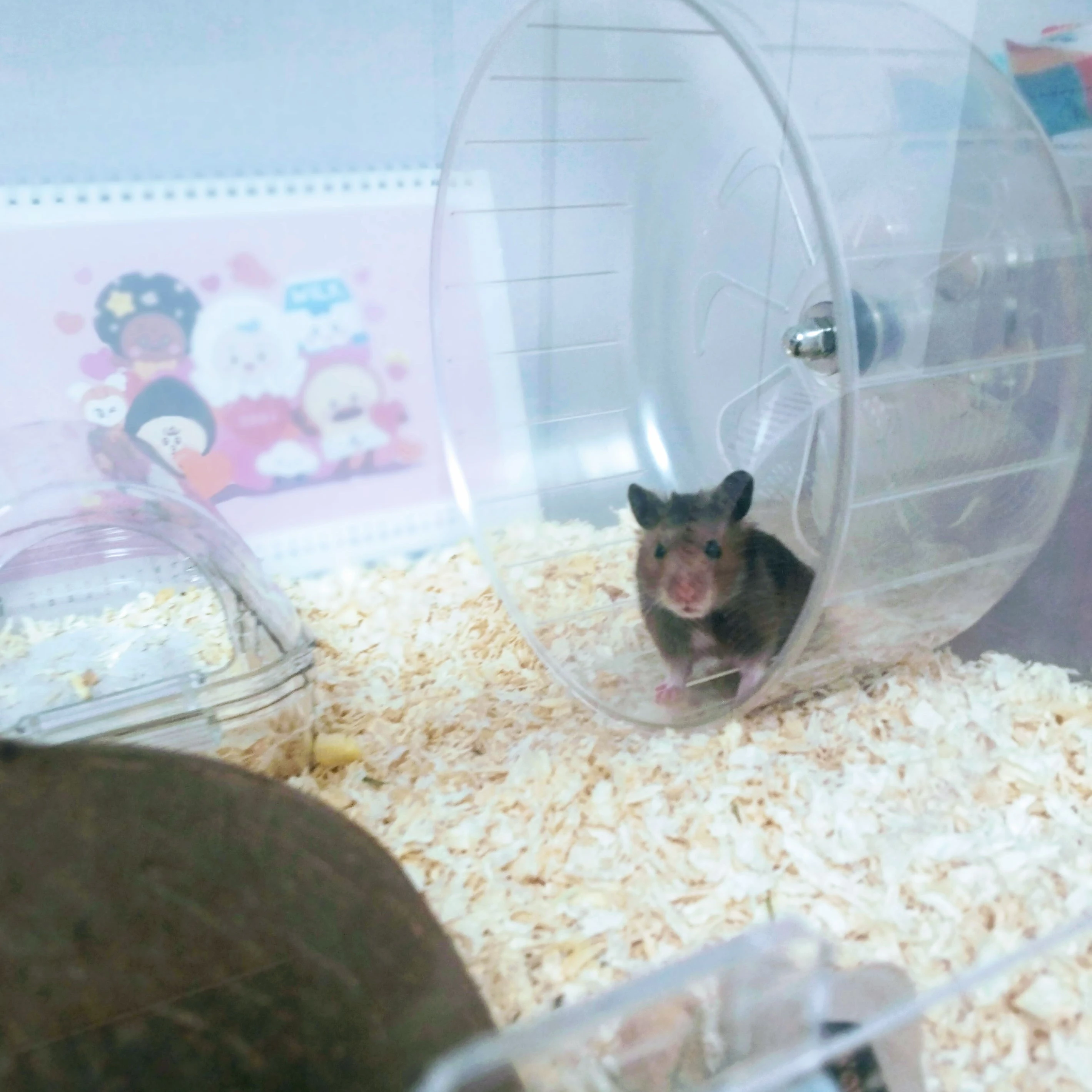 토리