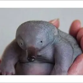 Profile image of 가시두더지