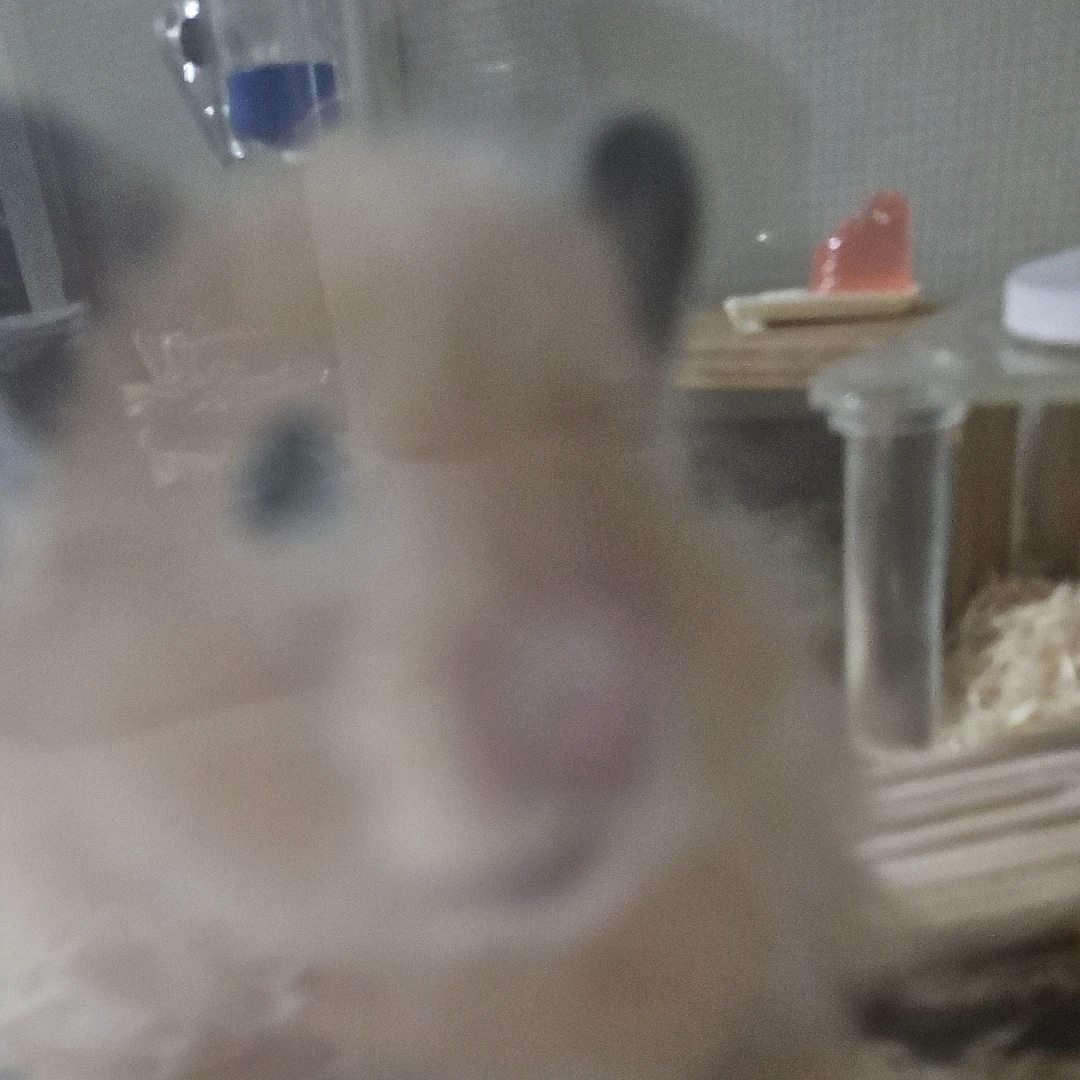 호시나