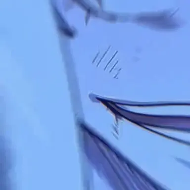 Profile image of 늑대