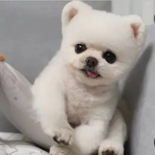 LuLu1456의 퐁키