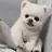 퐁키