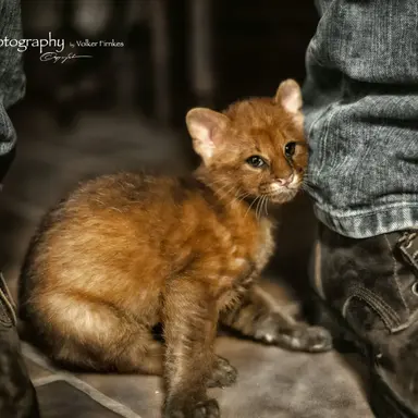 Profile image of meow meow