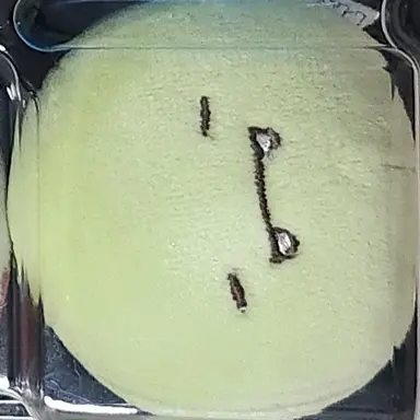 Profile image of 공룡