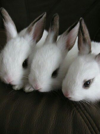 🐇🐇🐇 대표 이미지