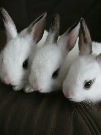 Qmffhq의 🐇🐇🐇