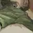 프레드릭