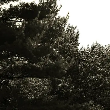 Profile image of 領.