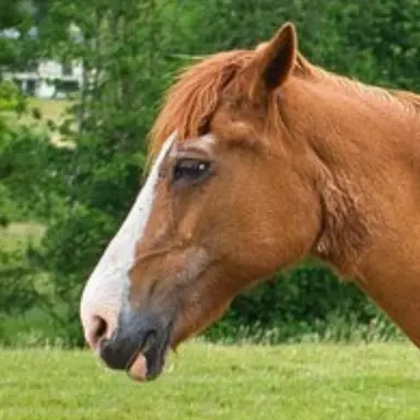 Profile image of アカズキンチャン
