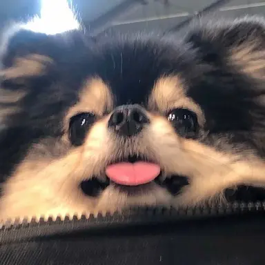 Profile image of 뭉치