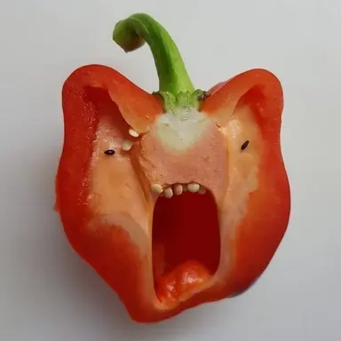 Profile image of 불쌍한 파프리카