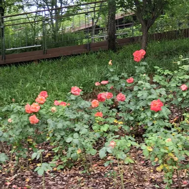 Profile image of 라더