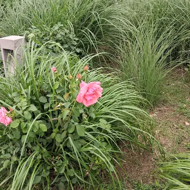 Profile image of 덕개