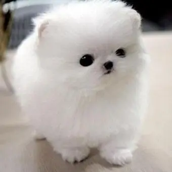 RapierStudy7978의 할로윈 소녀