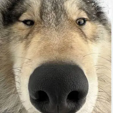 Profile image of 박늑대.