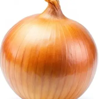 Profile image of 어니언씨