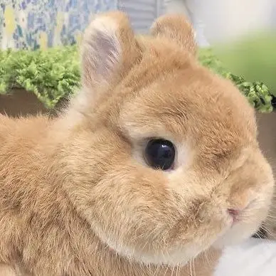 seventeen_s2의 赤ちゃん扱い