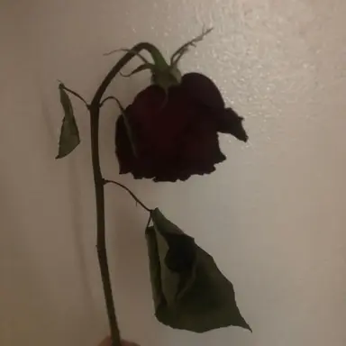 Profile image of 오해원