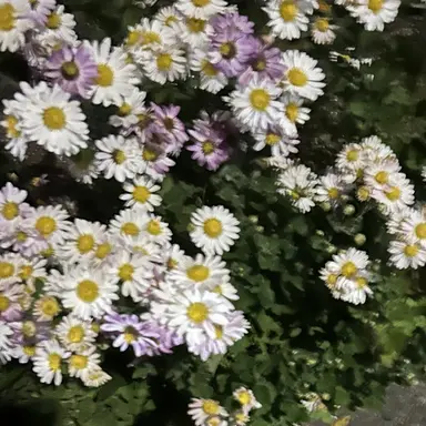 Profile image of 雷蔵