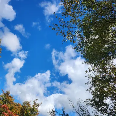 Profile image of 릴리