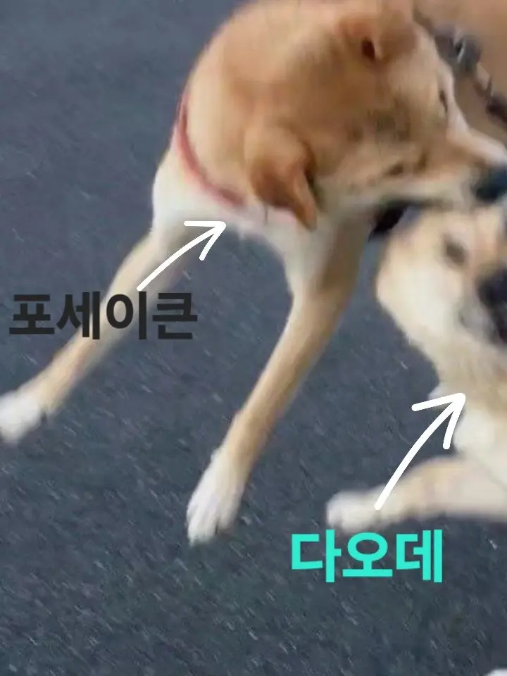 Lightning0921의 포세+다오데 놈들과 동거하긔(사심작)