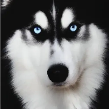 Profile image of 벨카
