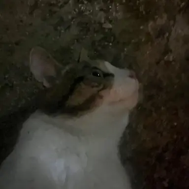 Profile image of 민윤기