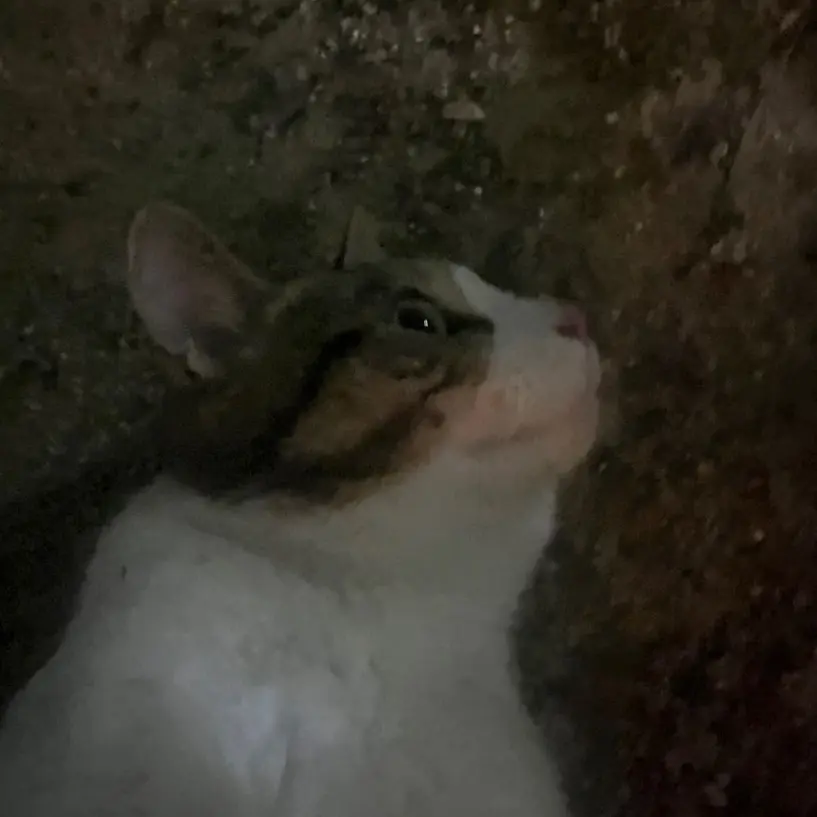 LovelyDoor5561의 일진도 사랑을 안답니다.