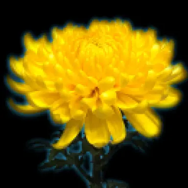 Profile image of 菊
