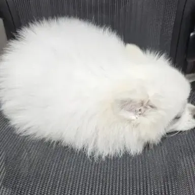 Profile image of 모모