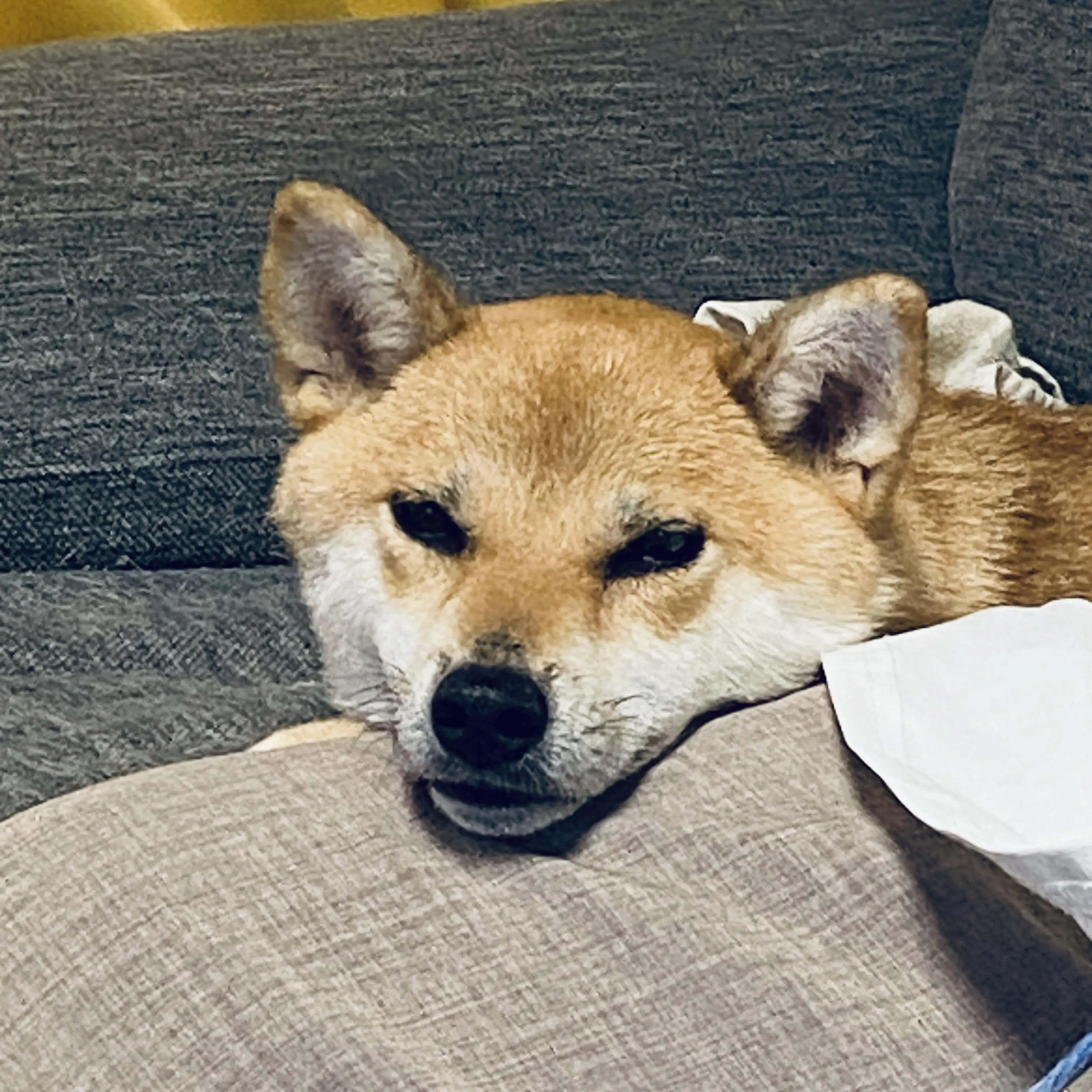 WoodyLoris5585의 アイドルとファン