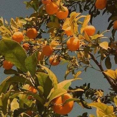 Profile image of 덕개