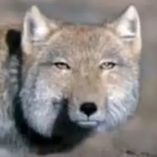 Profile image of 여우