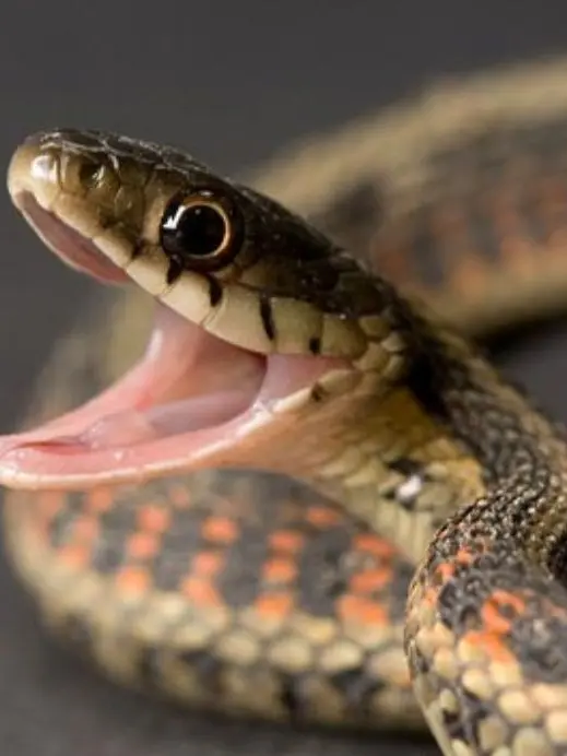 DrunkPlank3028의 당신은 뱀입니다! 근데 어쩌다보니까?