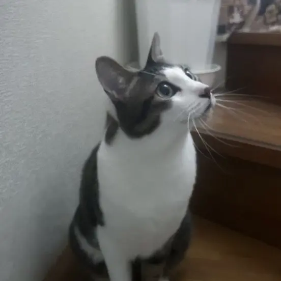 MustyTiger749의 猫の彼氏