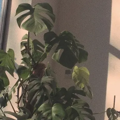 Profile image of 공룡