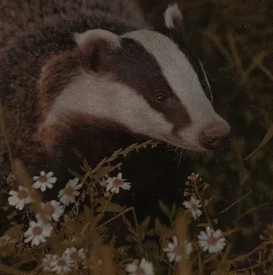 Profile image of Cedric Diggory