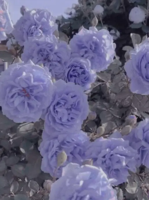 Spica____sub의 同級生は敵対組織