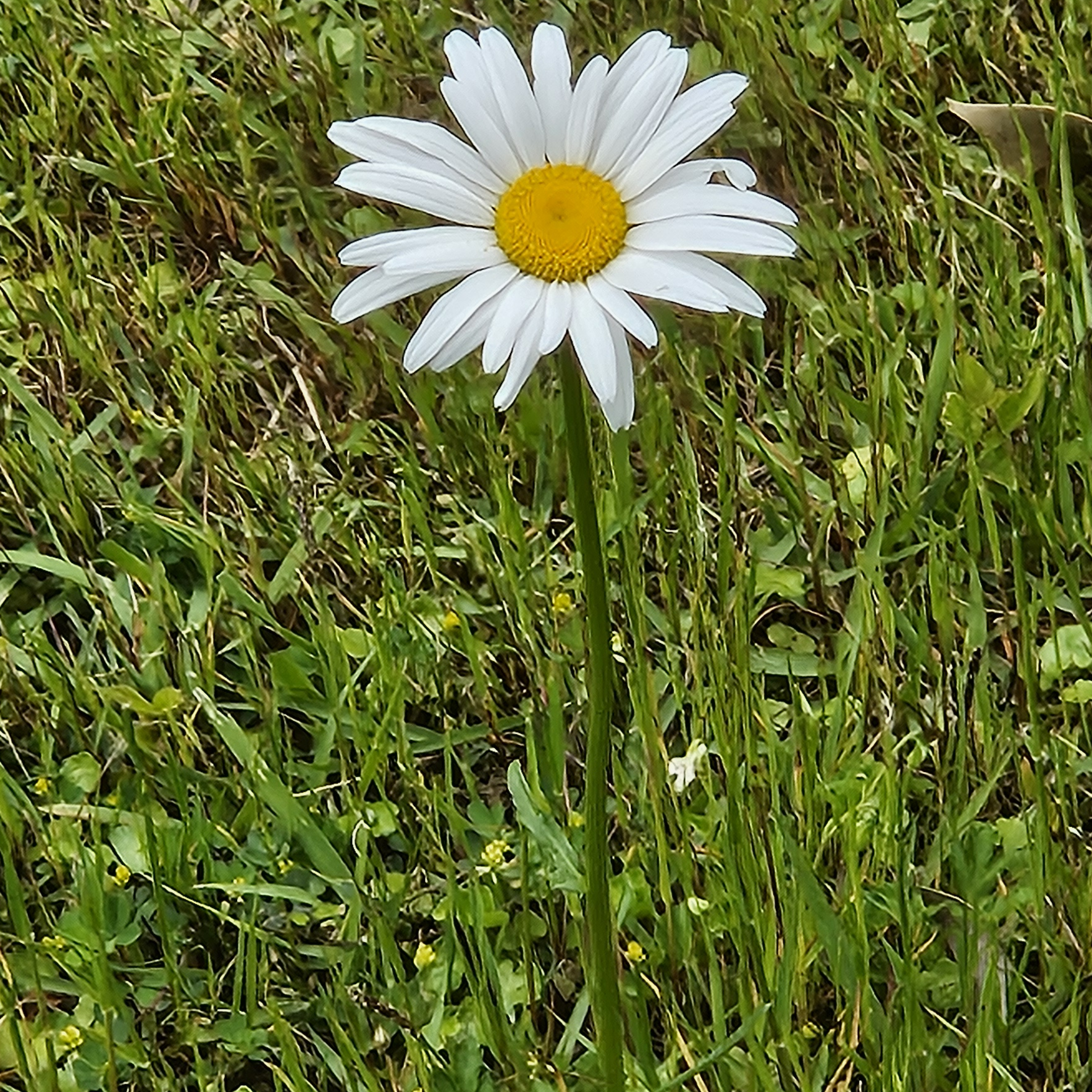 라인일당 대표 이미지