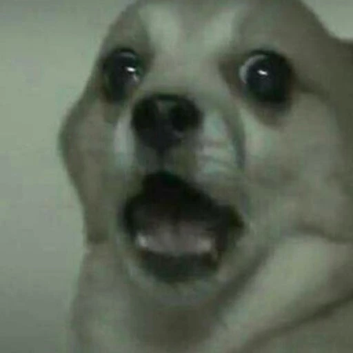 도둑