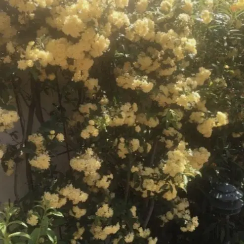 WittyTorch9352의 선녀와 나무꾼