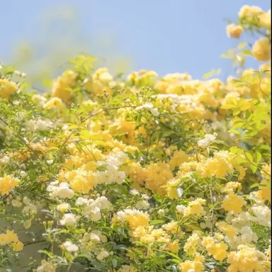 Profile image of 각별