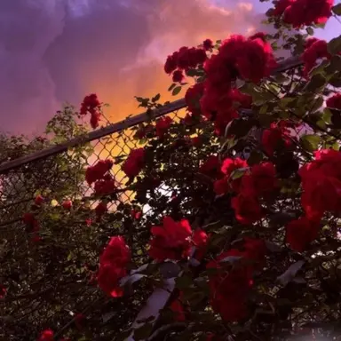 Profile image of 라더