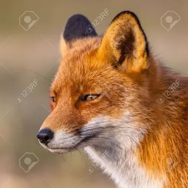 Profile image of 여우