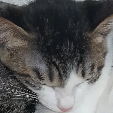 Profile image of 카즈마