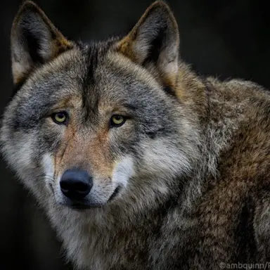 Profile image of Wolf pack