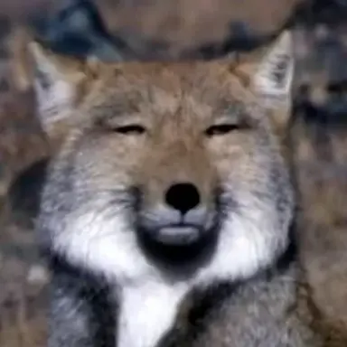 Profile image of Wolf