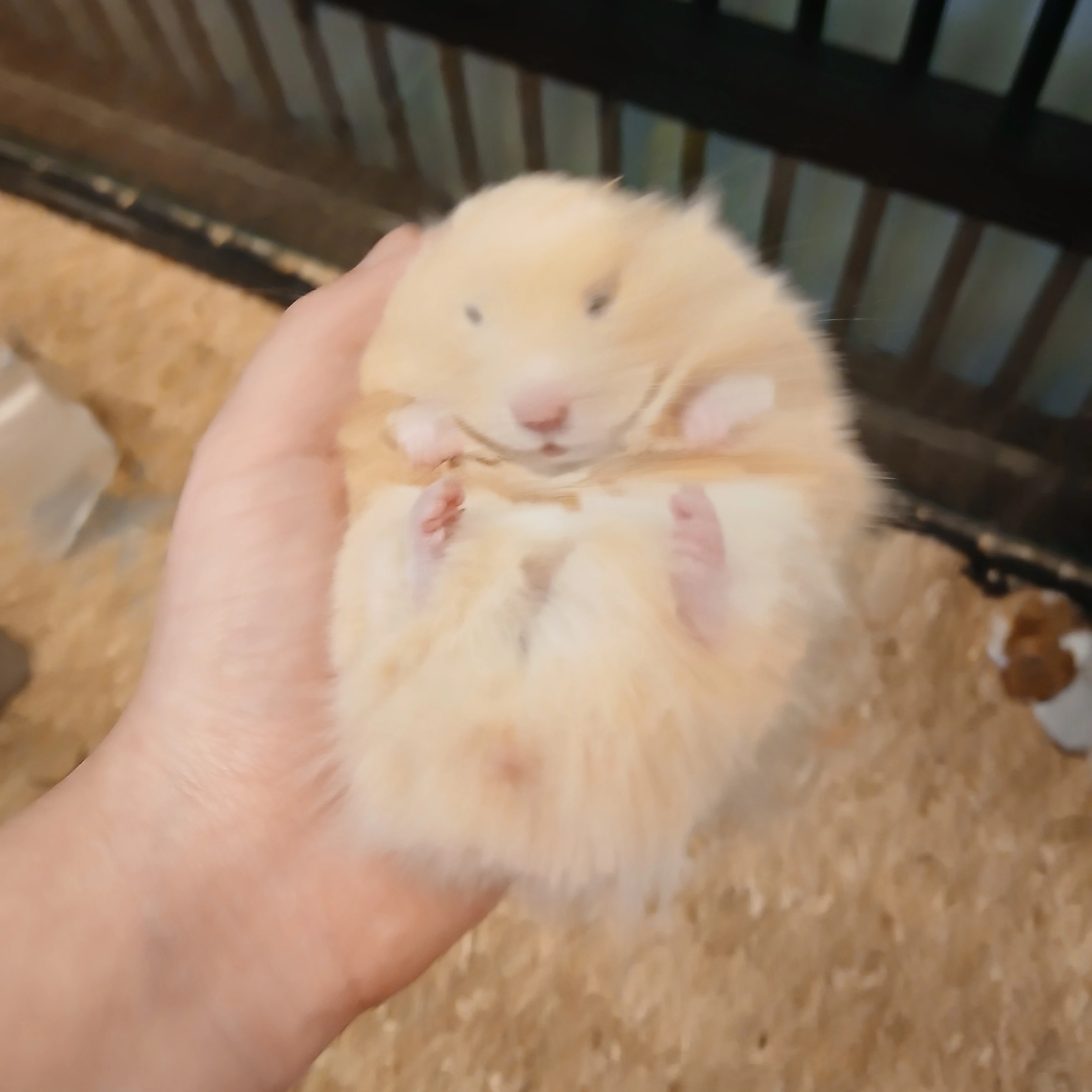 일진을 꿈꾸지만 아직 F인 이서??(아이브)