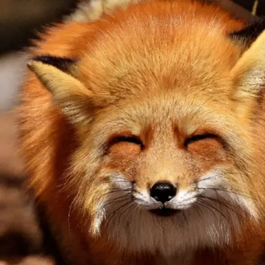 Profile image of 여우