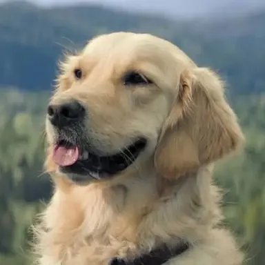 Profile image of Ozzy